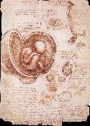 LEONARDO da Vinci The embryo in the Uterus Spain oil painting artist